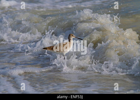 Willet Catoptrophorus Semipalmatus Fütterung in der Brandung am Tideline Golf-Küste Florida USA Stockfoto