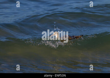 Willet Catoptrophorus Semipalmatus Fütterung in der Brandung am Tideline Golf-Küste Florida USA Stockfoto