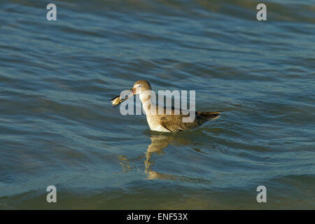 Willet Catoptrophorus Semipalmatus Fütterung in der Brandung am Tideline Golf-Küste Florida USA Stockfoto