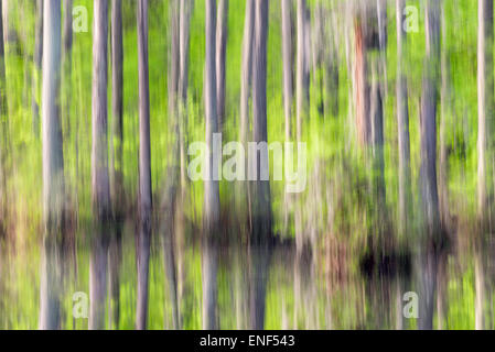 Cypress Swamp abstrakt Stockfoto