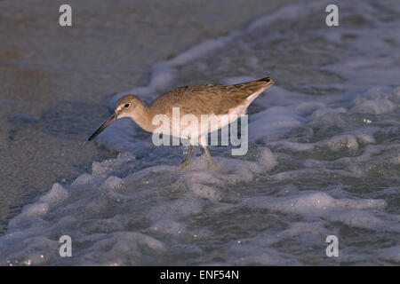 Willet Catoptrophorus Semipalmatus Fütterung in der Brandung am Tideline Golf-Küste Florida USA Stockfoto