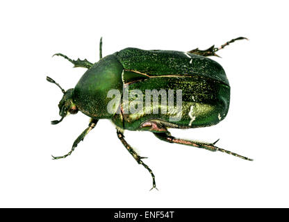 Rose Chafer - Cetonia aurata Stockfoto