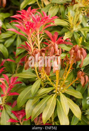 Neues Wachstum (Hochblätter) auf Pieris 'Forest Flame' durch Spätfrost beschädigt Stockfoto