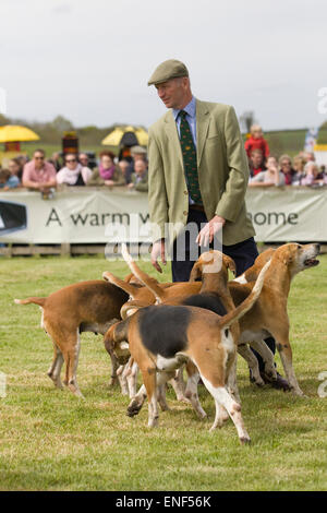 Jäger zu Fuß, umgeben von English Foxhounds Jagdhunde in einem Feld Stockfoto