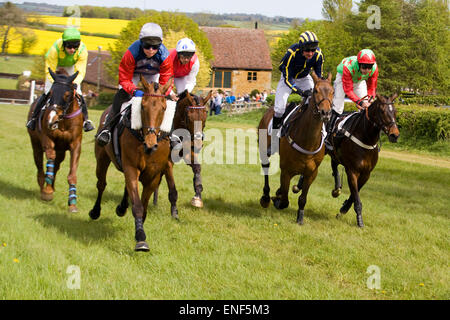 Pferde und Jockeys im Galopp über die Ziellinie in einem Punkt zu Punkt Stockfoto