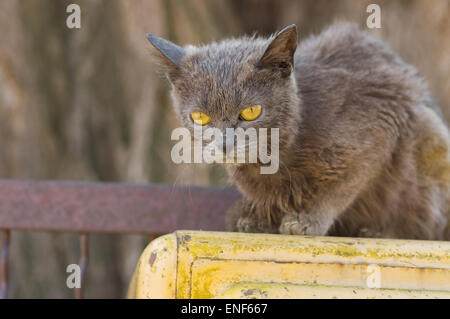 Fremde Katze mit gelben Augen sitzen alle allein Stockfoto