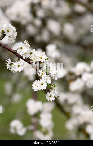 Prunus Spinosa 'Plena'. Schlehe-Blüten im Frühjahr. Stockfoto