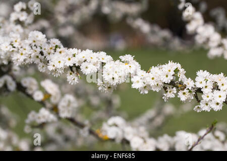 Prunus Spinosa 'Plena'. Schlehe-Blüten im Frühjahr. Stockfoto