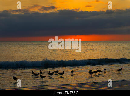 Willets Catoptrophorus Semipalmatus Fütterung bei Sonnenuntergang am Tideline Golf-Küste Florida USA Stockfoto