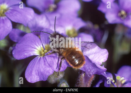 Rote Mauerbiene - Osmia rufa Stockfoto