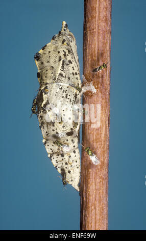 Pteromalus Puparum - Wespe - Parasitising Puppe von Large White Stockfoto