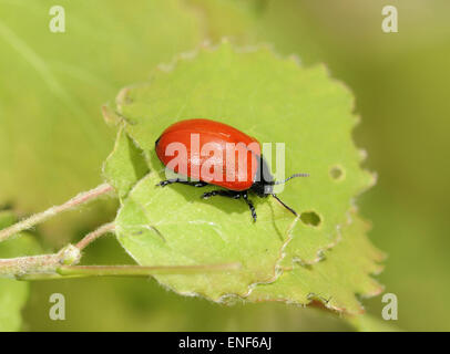 Pappel Getreidehähnchen - Chrysomela populi Stockfoto