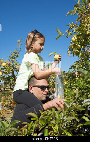 Mann mit kleinen Mädchen sitzen auf seinen Schultern pflücken Äpfel von einem Baum in einem amerikanischen Obstgarten Stockfoto