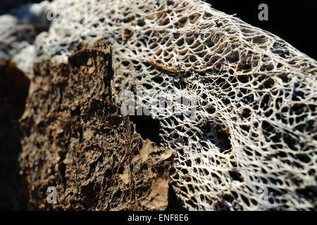 Morsche Holz Textur Stockfoto