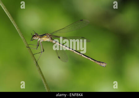 Knappen Emerald Damselfly - Lestes dryas Stockfoto