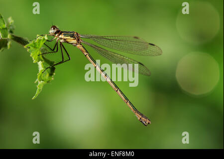 Knappen Emerald Damselfly - Lestes dryas Stockfoto