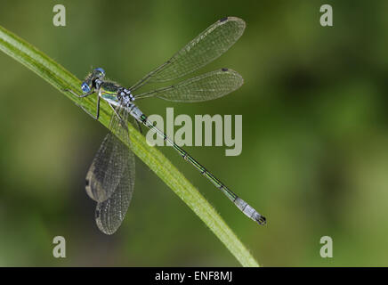 Knappen Emerald Damselfly - Lestes dryas Stockfoto