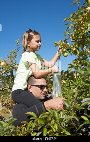 Mann mit kleinen Mädchen sitzen auf seinen Schultern pflücken Äpfel von einem Baum in einem amerikanischen Obstgarten Stockfoto