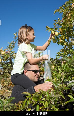 Mann mit kleinen Mädchen sitzen auf seinen Schultern pflücken Äpfel von einem Baum in einem amerikanischen Obstgarten Stockfoto