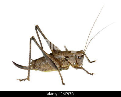 Dunkle Bush Cricket - Pholidoptera Griseoaptera - weiblich Stockfoto