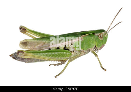 Gemeinsamen grünen Heuschrecke - Omocestus viridulus Stockfoto