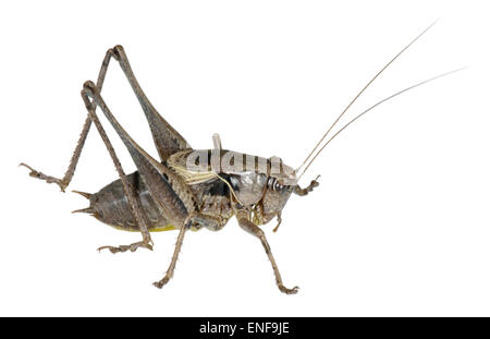 Dunkle Bush-Cricket-männlich - Pholidoptera griseoaptera Stockfoto