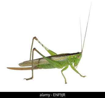Lange-winged Conehead weiblich - verfärben Conocephalus Stockfoto