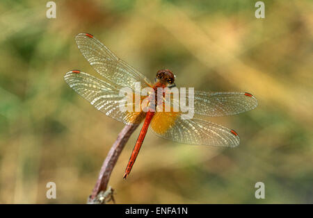 Gelb-winged Darter - Sympetrum flaveolum Stockfoto