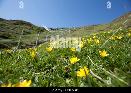 Nahaufnahme von Butterblumen an den Stufen der Silver Strand Beach in Glencolmcille, Co. Donegal, Irland Stockfoto