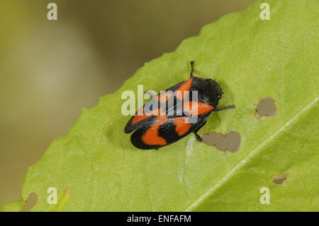 Rot und schwarz Blutzikade - Cercopis vulnerata Stockfoto