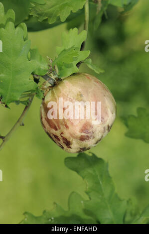 Oak Apple - Gall auf pedunculate Eiche, verursacht durch die Cynapid Wespe Biorhiza pallida Stockfoto