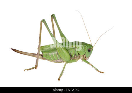 Wartbiter - Decticus verrucivorus Stockfoto