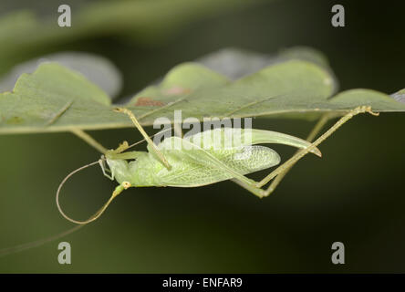 Eiche Bush-Cricket - Meconema Thalassinium - weiblich Stockfoto