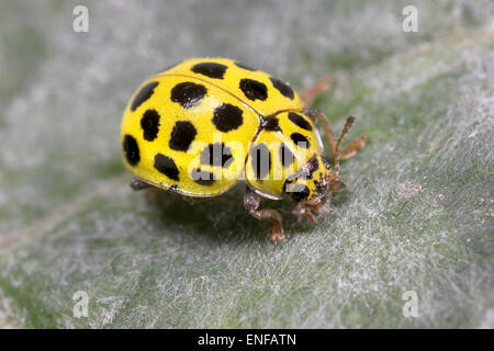 22-Spot Ladybird - Psyllobora 22-Trommler Stockfoto