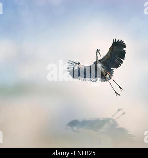 Great Blue Heron im Flug Stockfoto