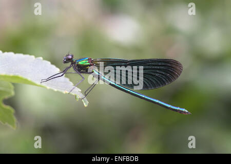 Schöne Prachtlibelle - Calopteryx Virgo - männlich Stockfoto