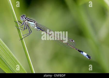 Blau-tailed Damselfly - Ischnura elegans Stockfoto