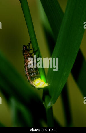 Glühwürmchen-Lampyris Noctiluca Weibchen Glühen Stockfoto