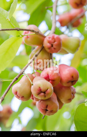 Rose-Äpfel oder Chomphu auf Baum im Obstgarten Stockfoto