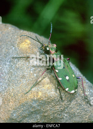 Grüne Sandlaufkäfer - Cicindela campestris Stockfoto