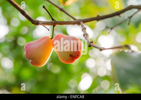 Rose-Äpfel oder Chomphu auf Baum im Obstgarten Stockfoto