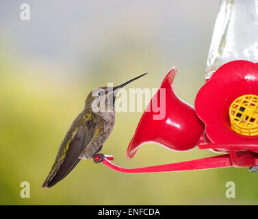 Annas Hummingbird Feeder Weibchen Stockfoto