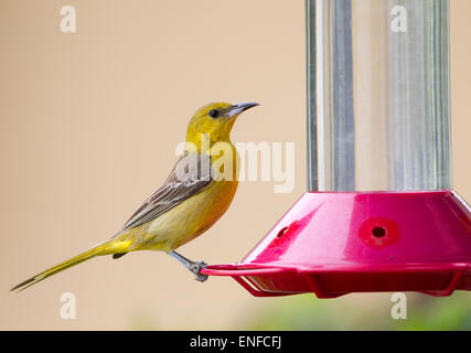 Kapuze Oriole Female auf Kolibri-Futterhäuschen Stockfoto