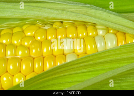 Extreme Nahaufnahme von Maiskolben. Stockfoto