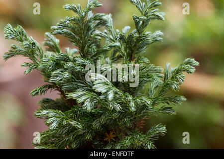 Moos-Zypresse (Chamaecyparis Pisifera - "Boulevard" Sawara Cypress) blau Anlagenbaum auf natürlichen Hintergrund Stockfoto