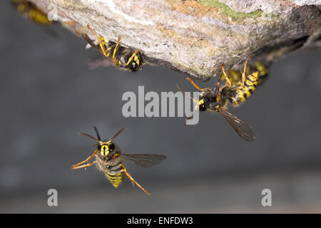 Sächsische Wespe - Dolichovespula saxonica Stockfoto