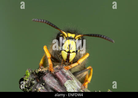 Sächsische Wespe - Dolichovespula saxonica Stockfoto