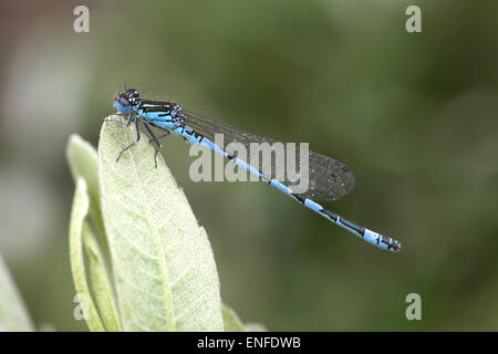 Südlichen Damselfly - Coenagrion mercuriale Stockfoto