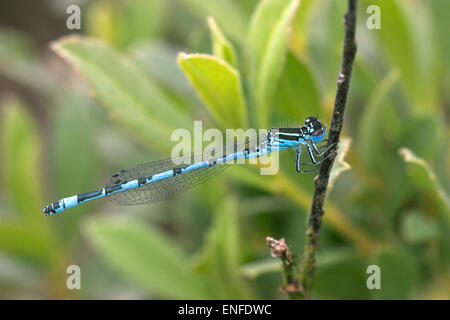 Südlichen Damselfly - Coenagrion mercuriale Stockfoto