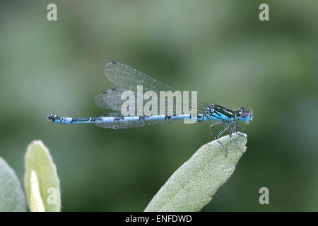 Südlichen Damselfly - Coenagrion mercuriale Stockfoto